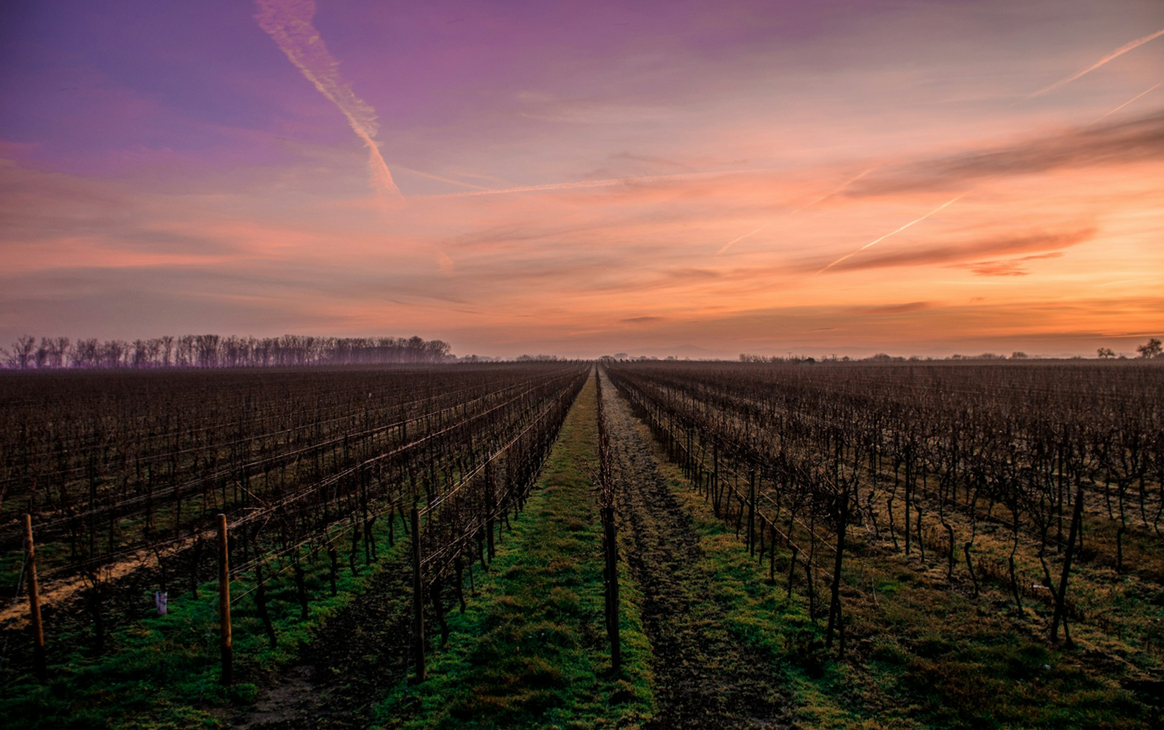 ドメーヌ・ブセイ・ローラン ヴォルネイ