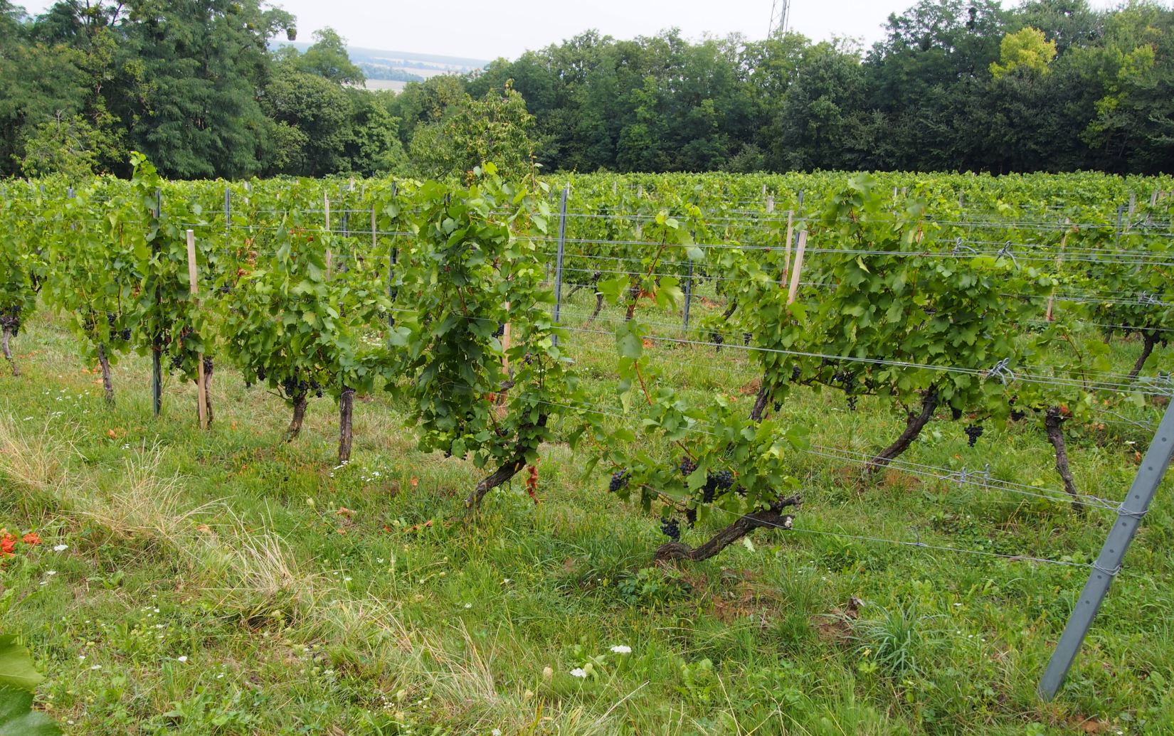 モリッツ ハウスマルケ スーパーナチュラル