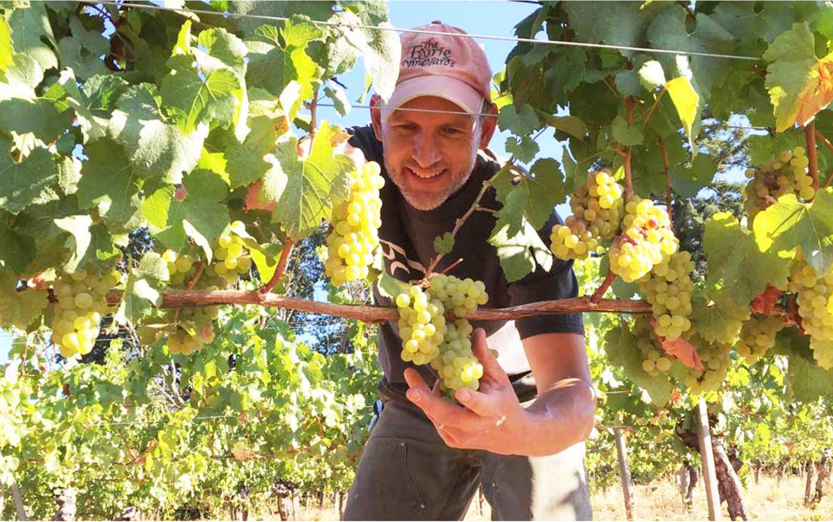 ジ・アイリー・ヴィンヤーズ  ピノ ノワール