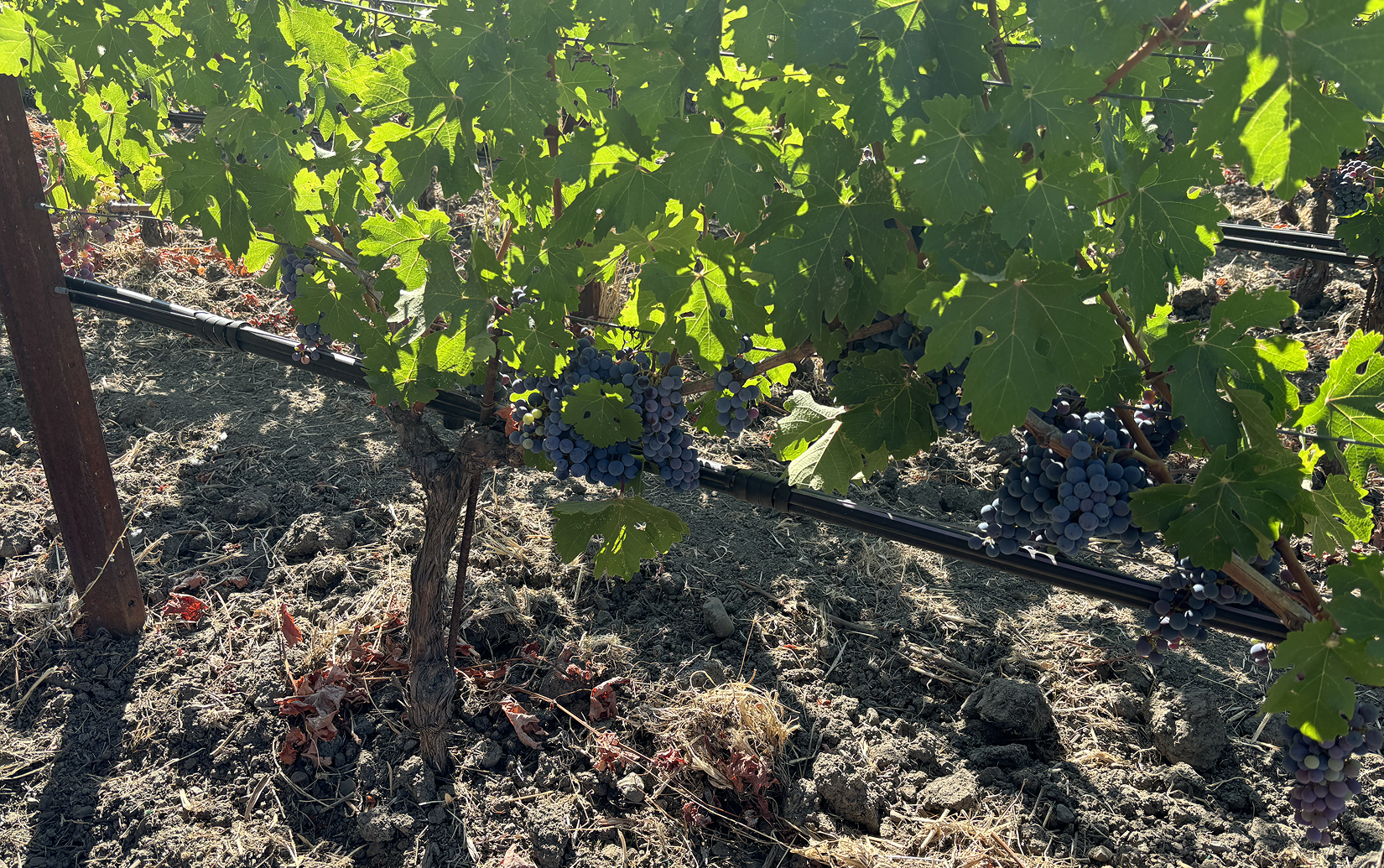 オーヴァチャー 2021