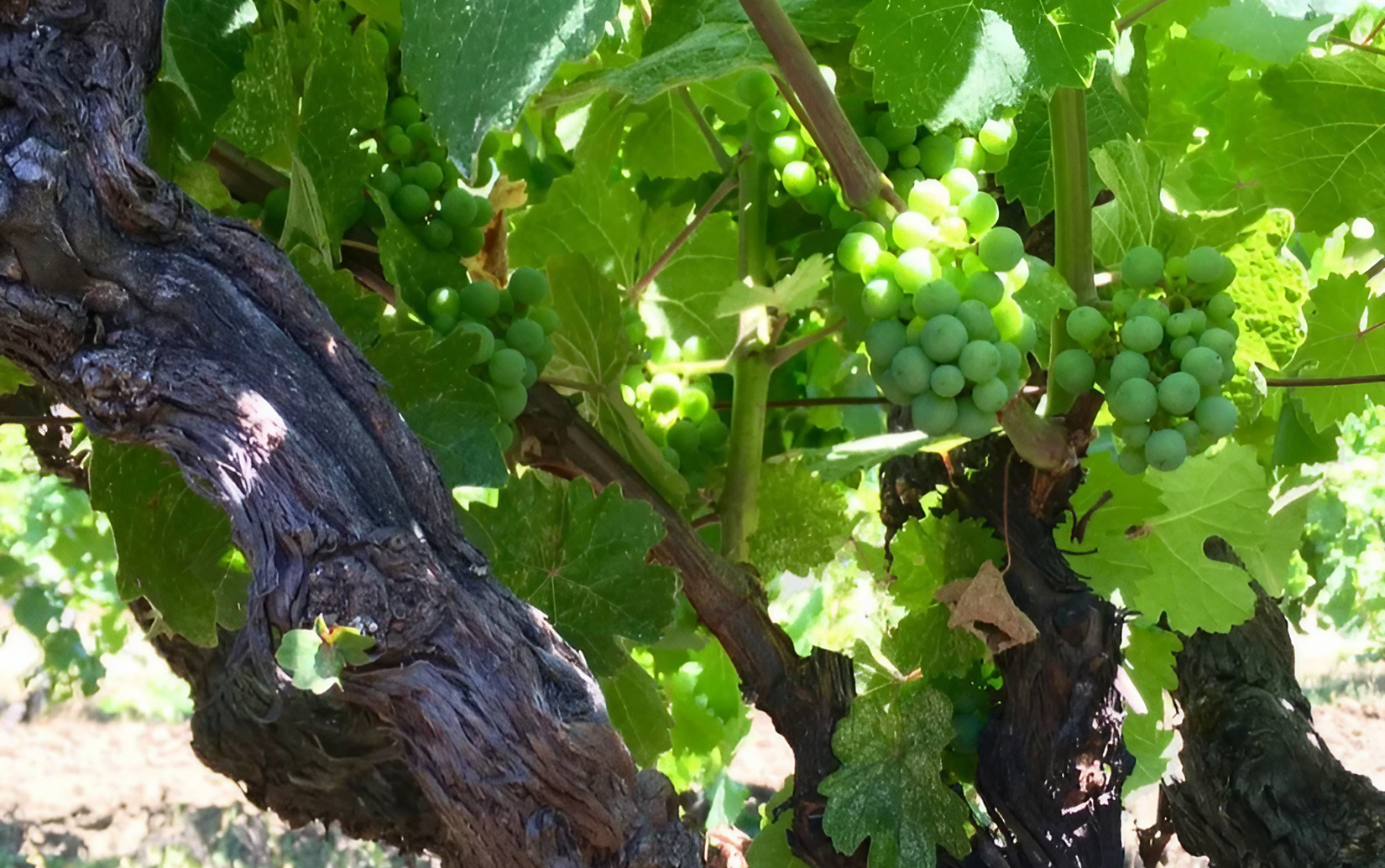 ベッドロック リースリング ワーツ・ヴィンヤード シエネガ・ヴァレー 2023