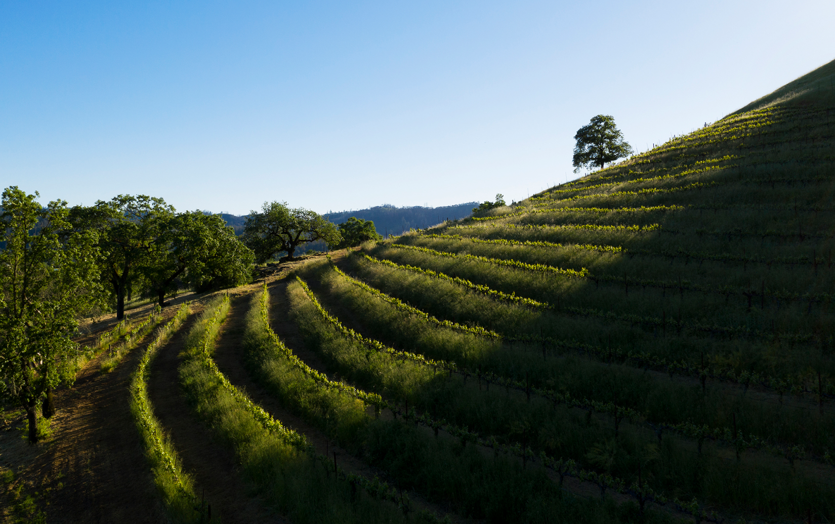 シャトー・モンテレーナ ポッター・ヴァレー リースリング