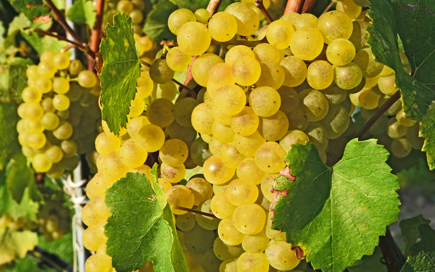 ピヒラー グリューナー・フェルトリーナー ロイベンベルグ