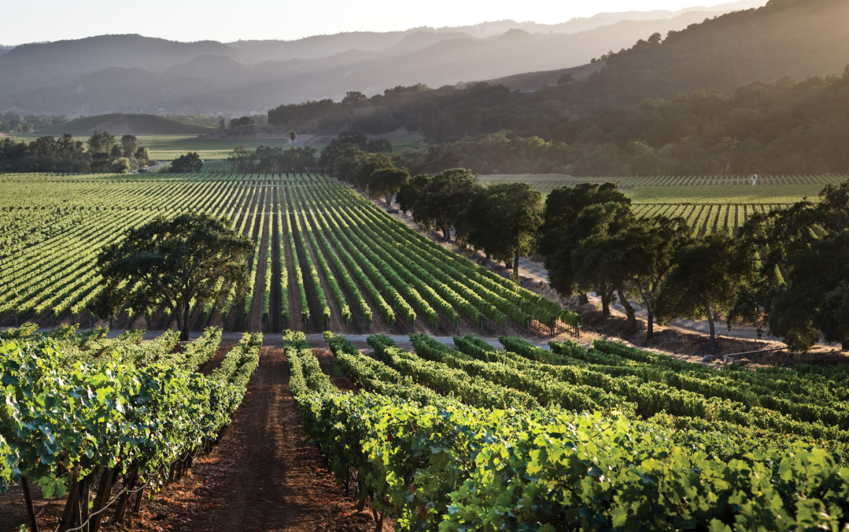 S.L.V. エステート カベルネ・ソーヴィニヨン 2011