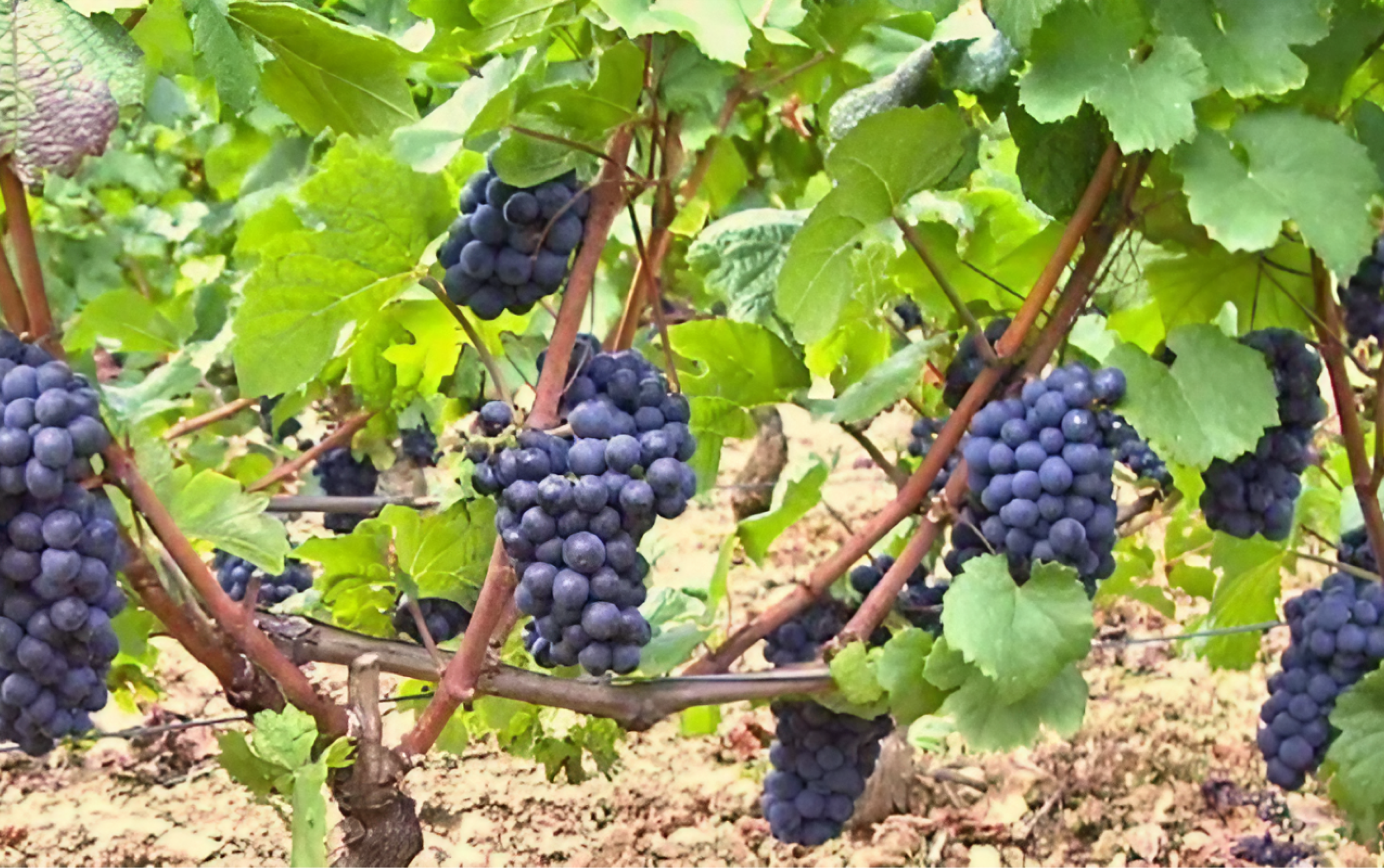 ユドロ・バイエ グラン・クリュ ボンヌ・マール 2023（生産者サイン付き）