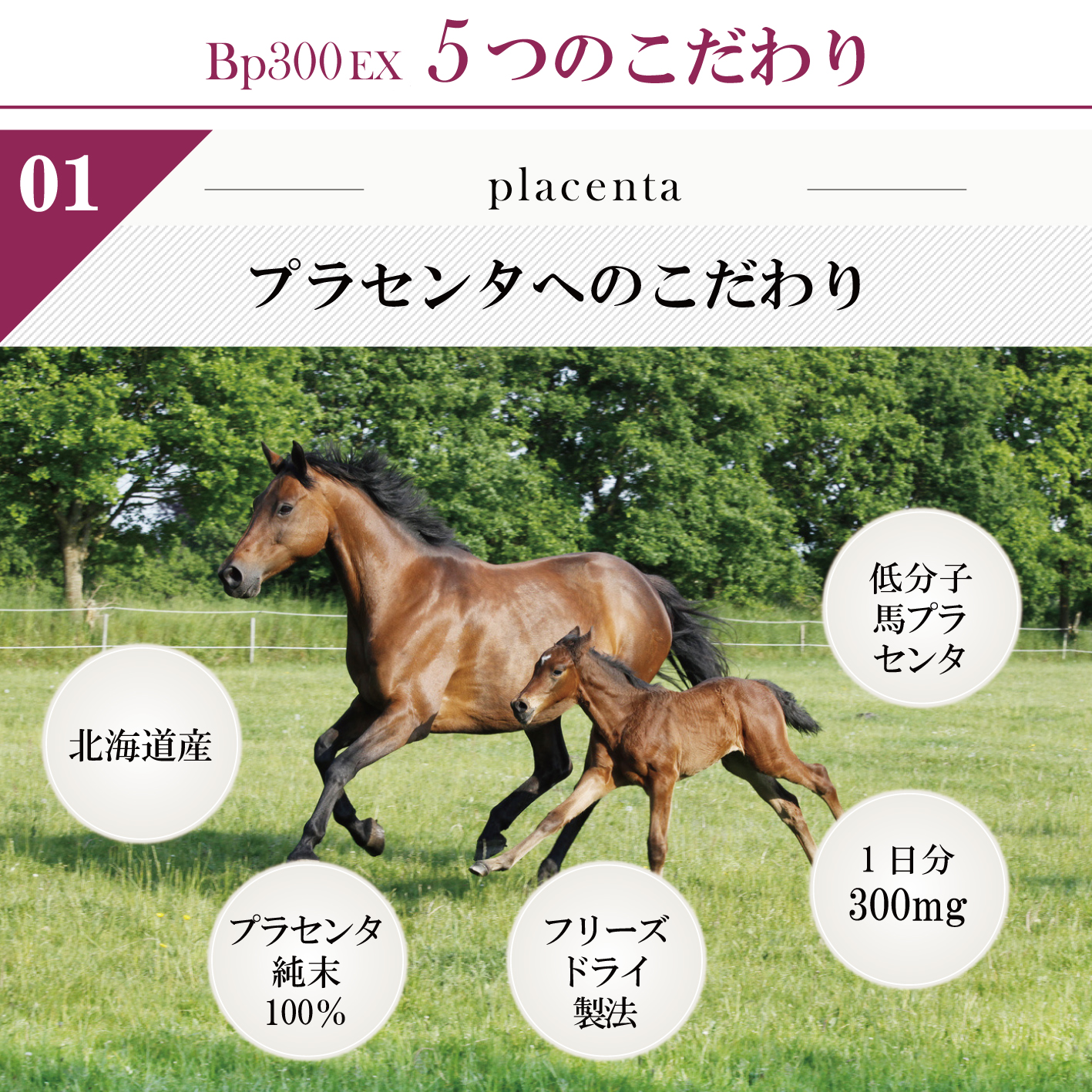 Bp300EX /: １箱