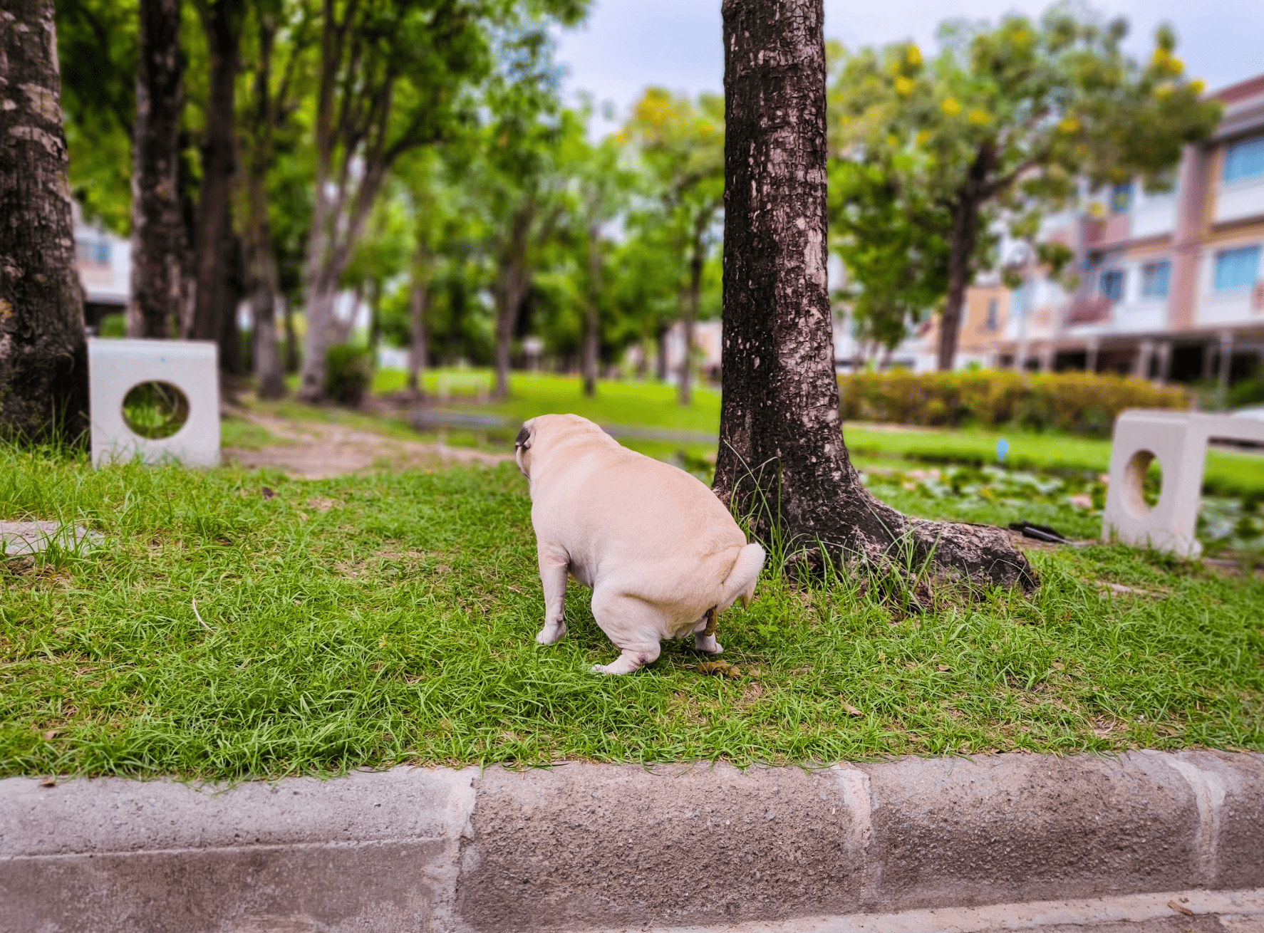 犬が公園で排泄している写真（生肉・生食による健康な便の象徴）