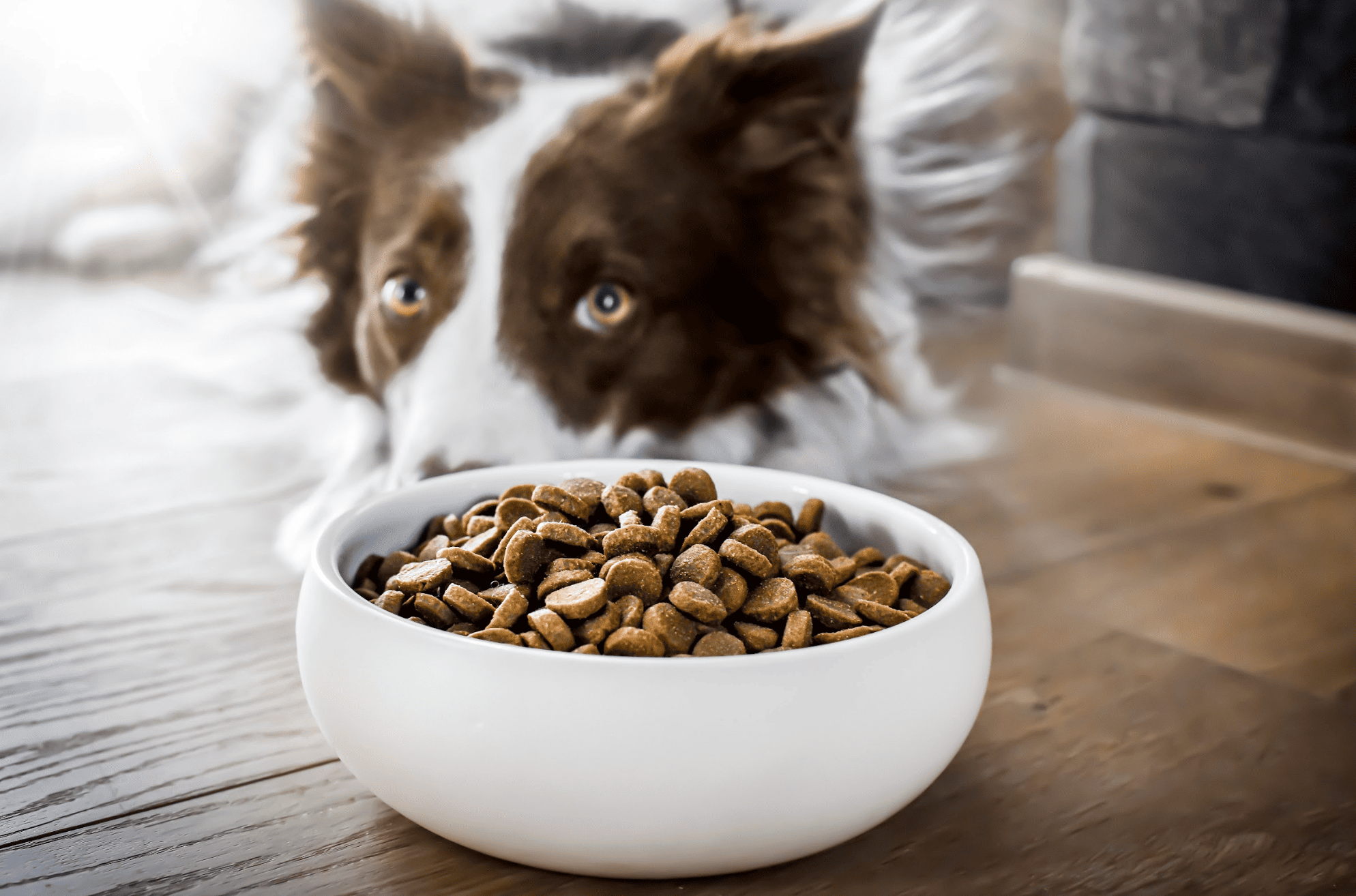 食欲不振の犬に試せる食事の工夫（HUGBOX辞典）