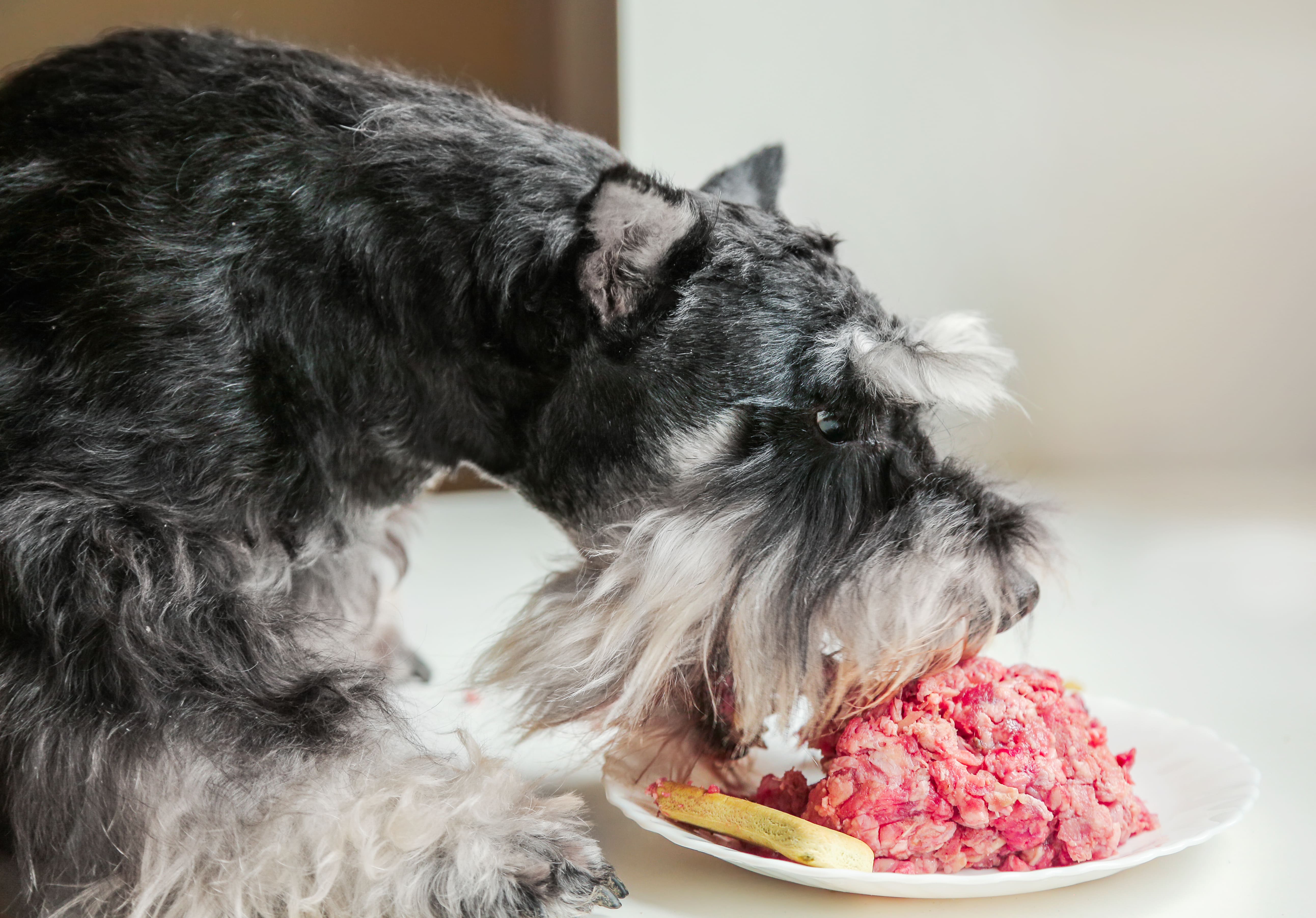 犬の涙やけ改善と食事