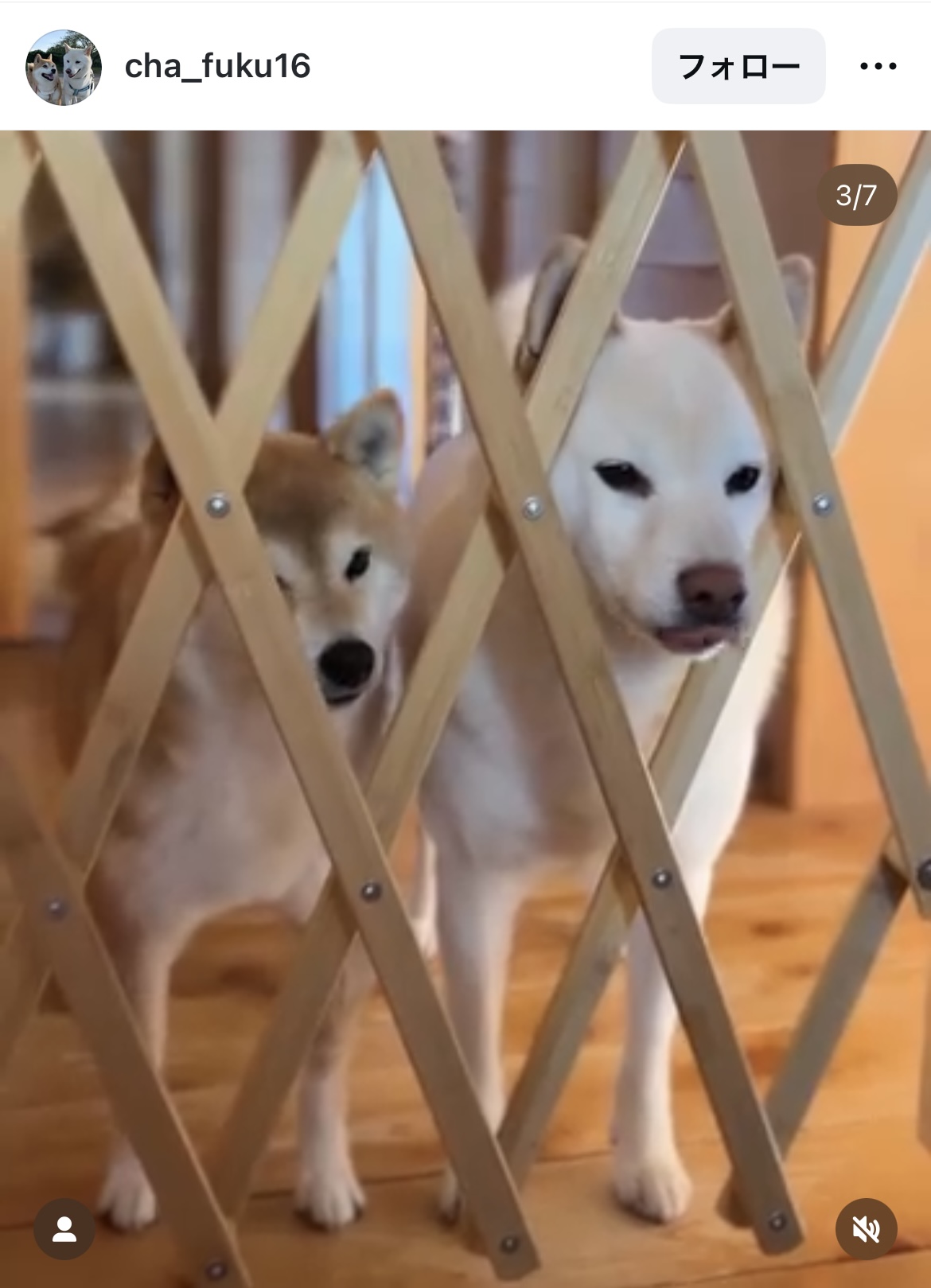 待ち遠しくて柵に顔をのせるワンちゃん達