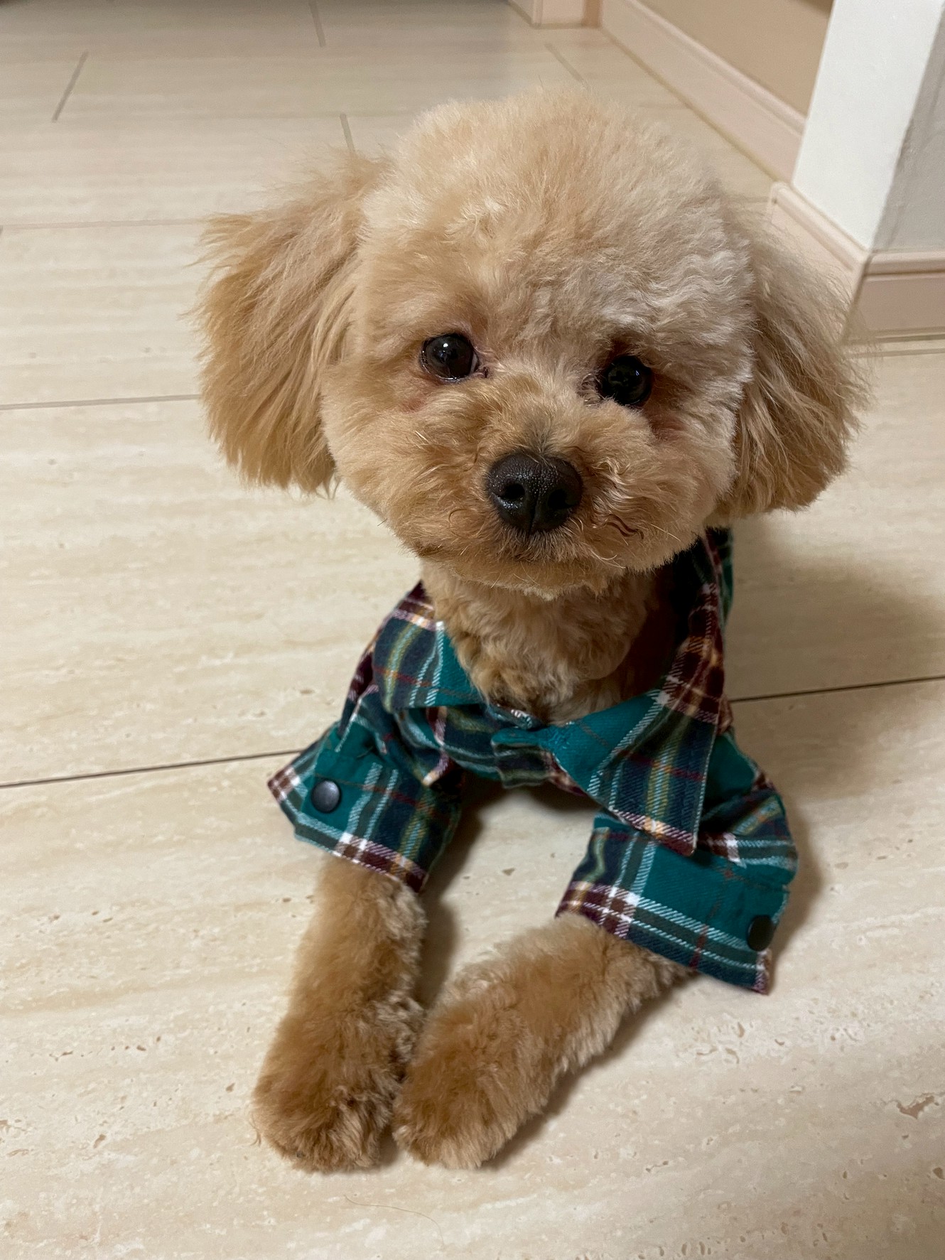 食べムラに変化！HUGBOX（ハグボックス）で笑顔を取り戻したトイプードル・りきまるくんの体験談