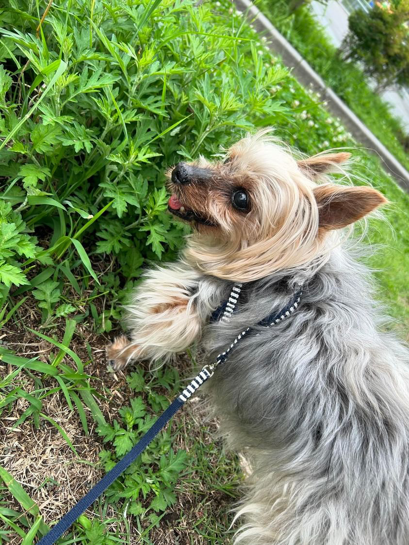 慢性腎不全のヨークシャーテリア・カゲトラくんが「食べない日々」から復活！HUGBOX（ハグボックス）で見つけた笑顔のごはん時間