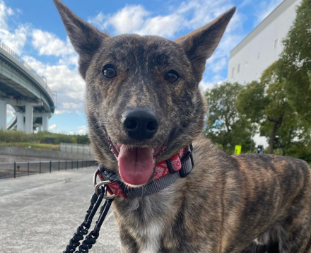 食いつきも毛並みも変わった！HUGBOX（ハグボックス）で元野犬わさびくんが元気を取り戻した体験談