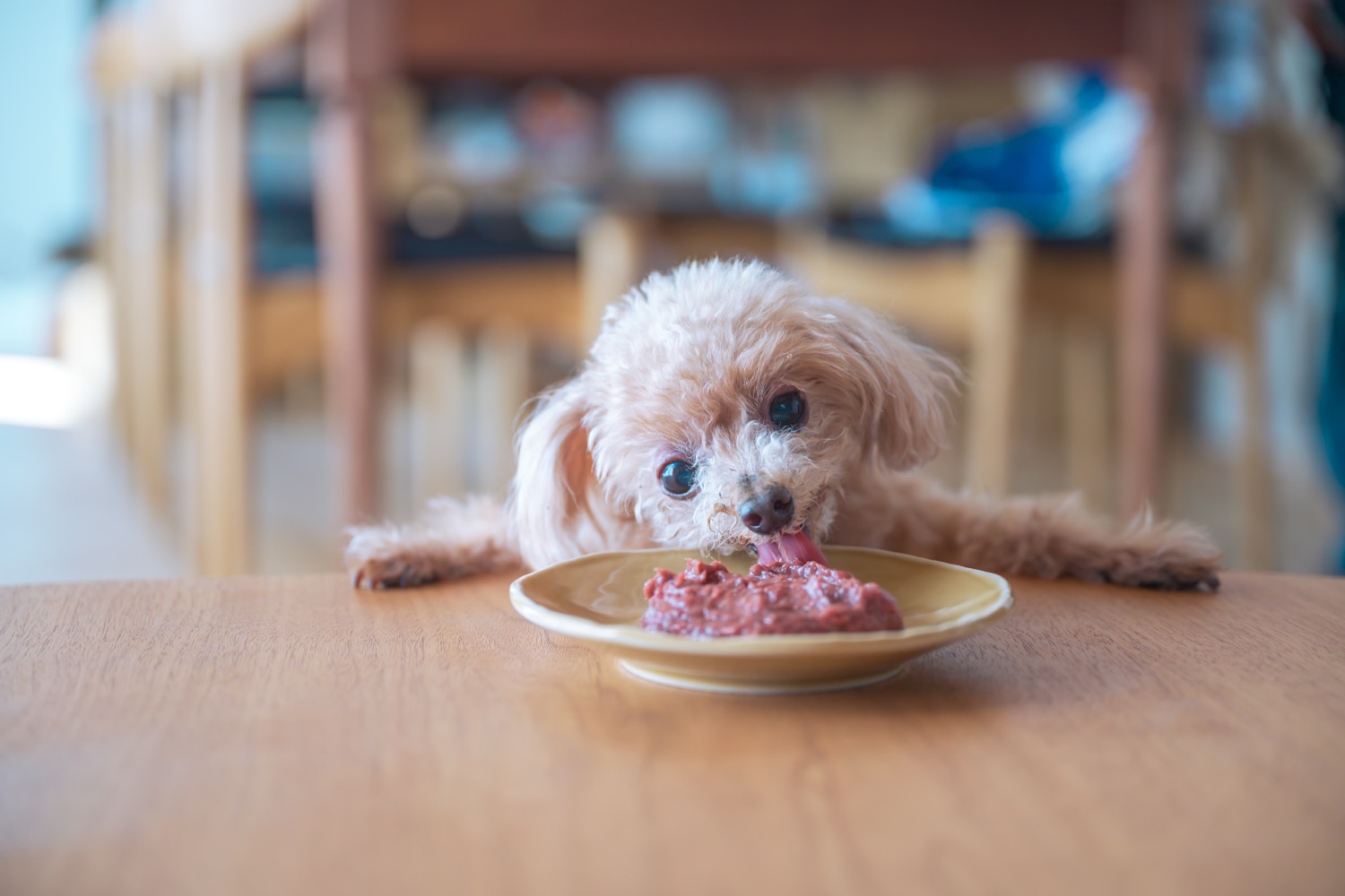 公式】HUGBOX（ハグボックス）｜手作り生食ドッグフード