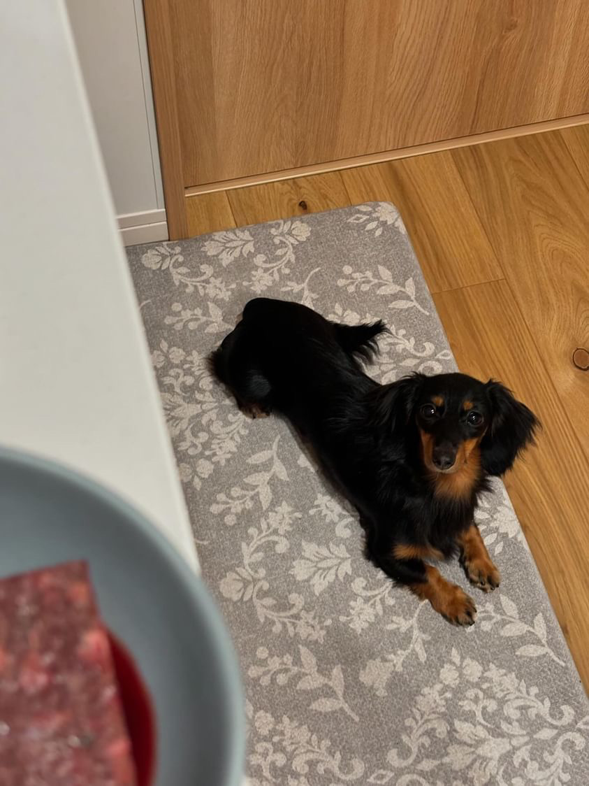 胃腸の弱いベルちゃんが変わった！HUGBOX（ハグボックス）で食いつきも笑顔も取り戻した体験談