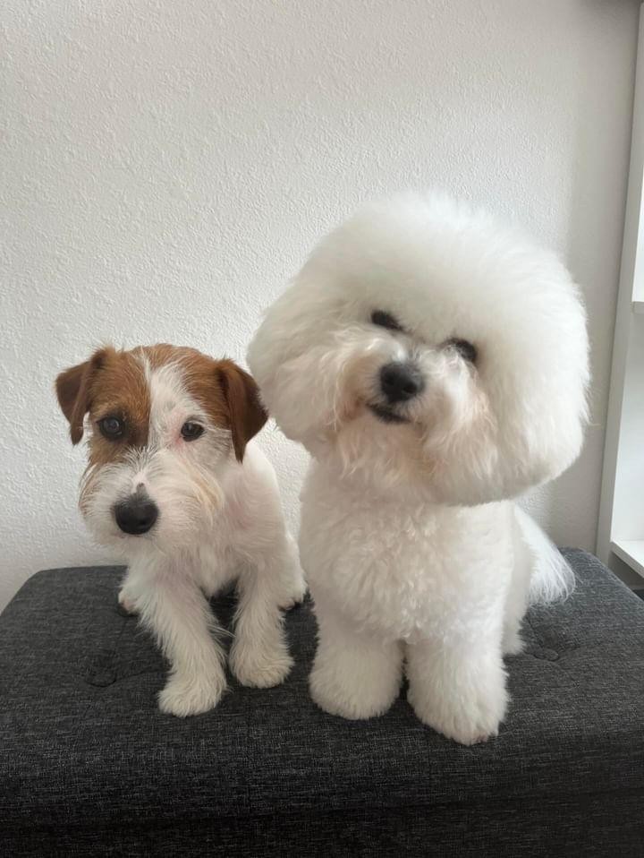 涙やけが改善！HUGBOX(ハグボックス)で笑顔を取り戻したFinleyちゃん＆Baileyちゃんの体験談