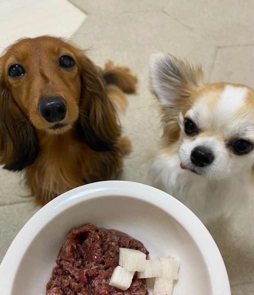 毎日の病院通いが！！HUGBOX（ハグボックス）で健康的な体を取り戻したもみじちゃん＆ちくわくんの体験談