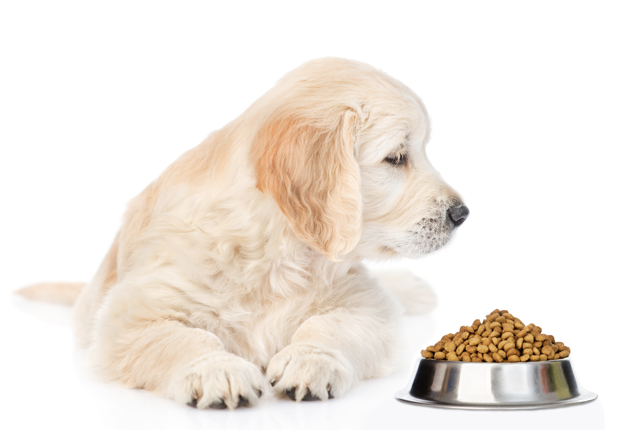 犬の食べむら・偏食の原因と対策｜「食べない」を直す前に見直す5つの視点