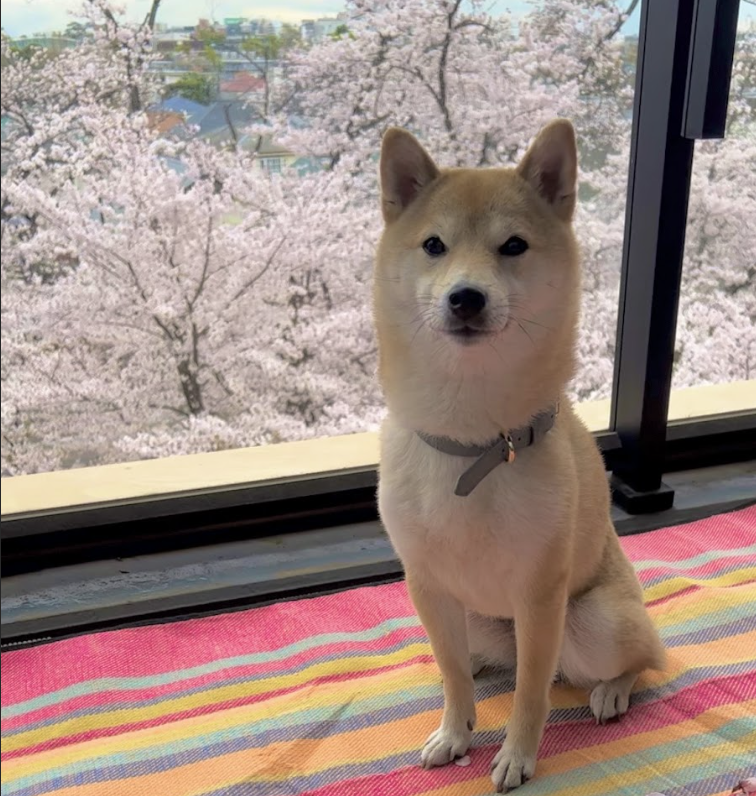 食べむらと吐き戻しが改善！豆柴サンタくんがHUGBOX（ハグボックス）で出会った理想のごはん