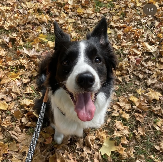 うんちが緩い・痩せやすい悩みが改善！ドムくんのHUGBOX（ハグボックス）体験談