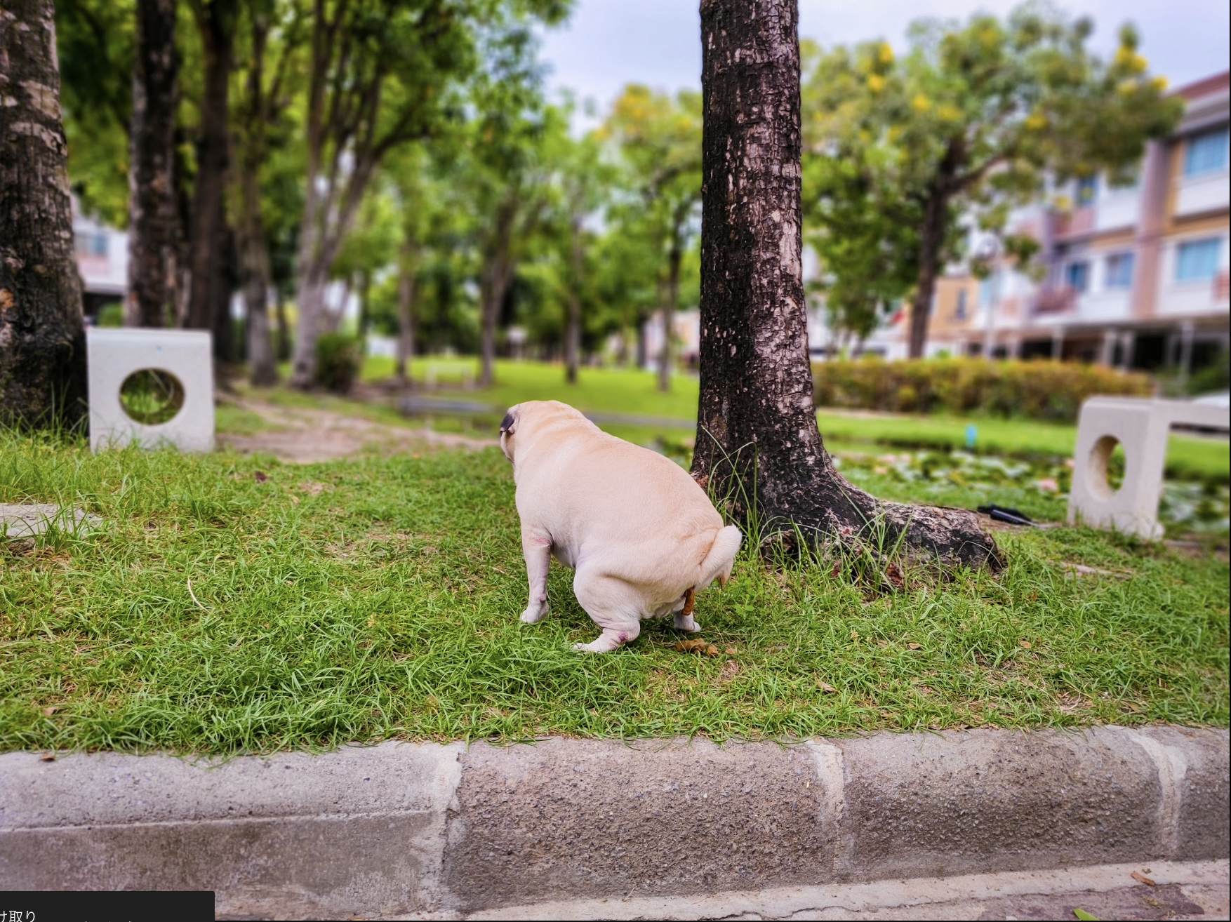 梅雨に犬の下痢・軟便が増える理由｜うんちがゆるい時の食事と休ませ方