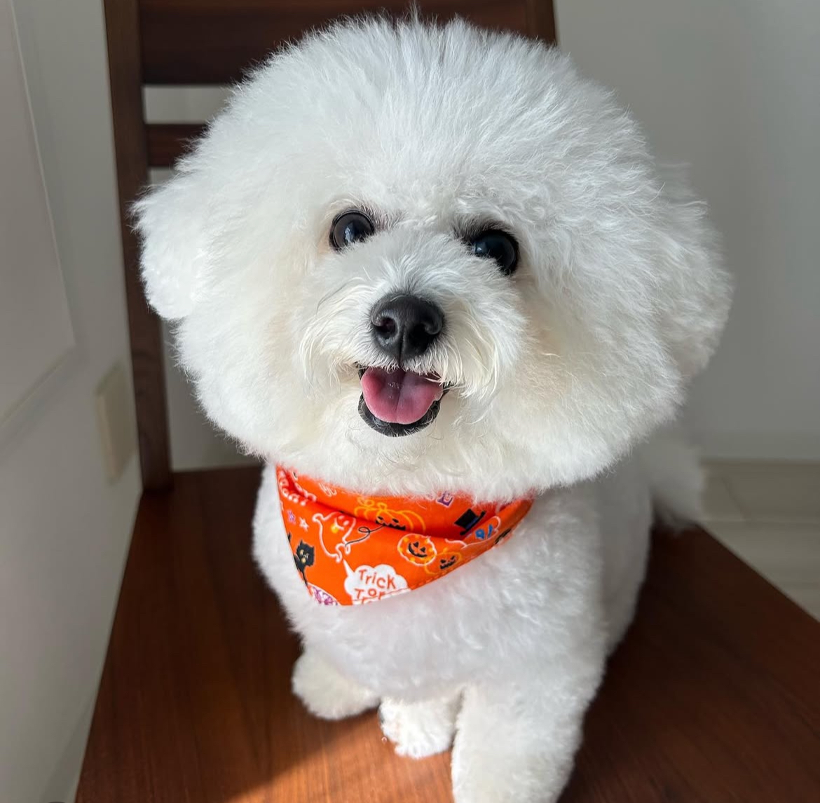 涙やけに悩んでいたましろちゃん、HUGBOX（ハグボックス）で変わった1年の記録