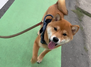 食べムラが改善！HUGBOX(ハグボックス)で「ごはん大好き」になったこむぎちゃんの感動ストーリー