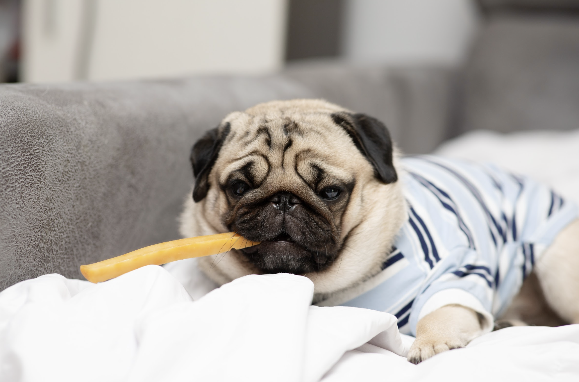 犬の膵炎と脂質管理：肥満・高脂血症にも役立つ“やさしい食事設計”