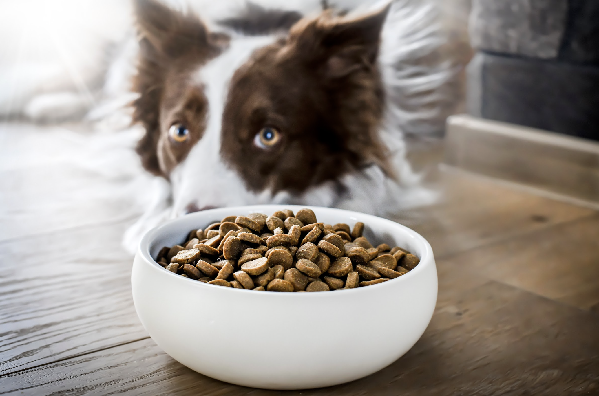 ドッグフードを食べない犬に｜手作りトッピングの栄養バランスと消化の考え方