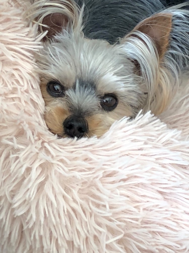 パテラと膿皮症を乗り越えて――HUGBOX（ハグボックス）で笑顔を取り戻したセナちゃんの体験談