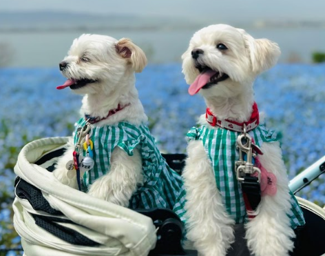 涙やけが改善！HUGBOX（ハグボックス）で真っ白な笑顔を取り戻したおもちちゃん＆ちまきちゃんの体験談