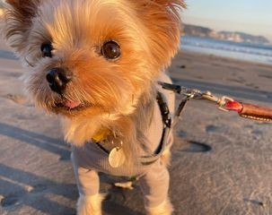 食欲の悩みとALP数値の不安に…HUGBOX（ハグボックス）で笑顔を取り戻したココちゃんの体験談