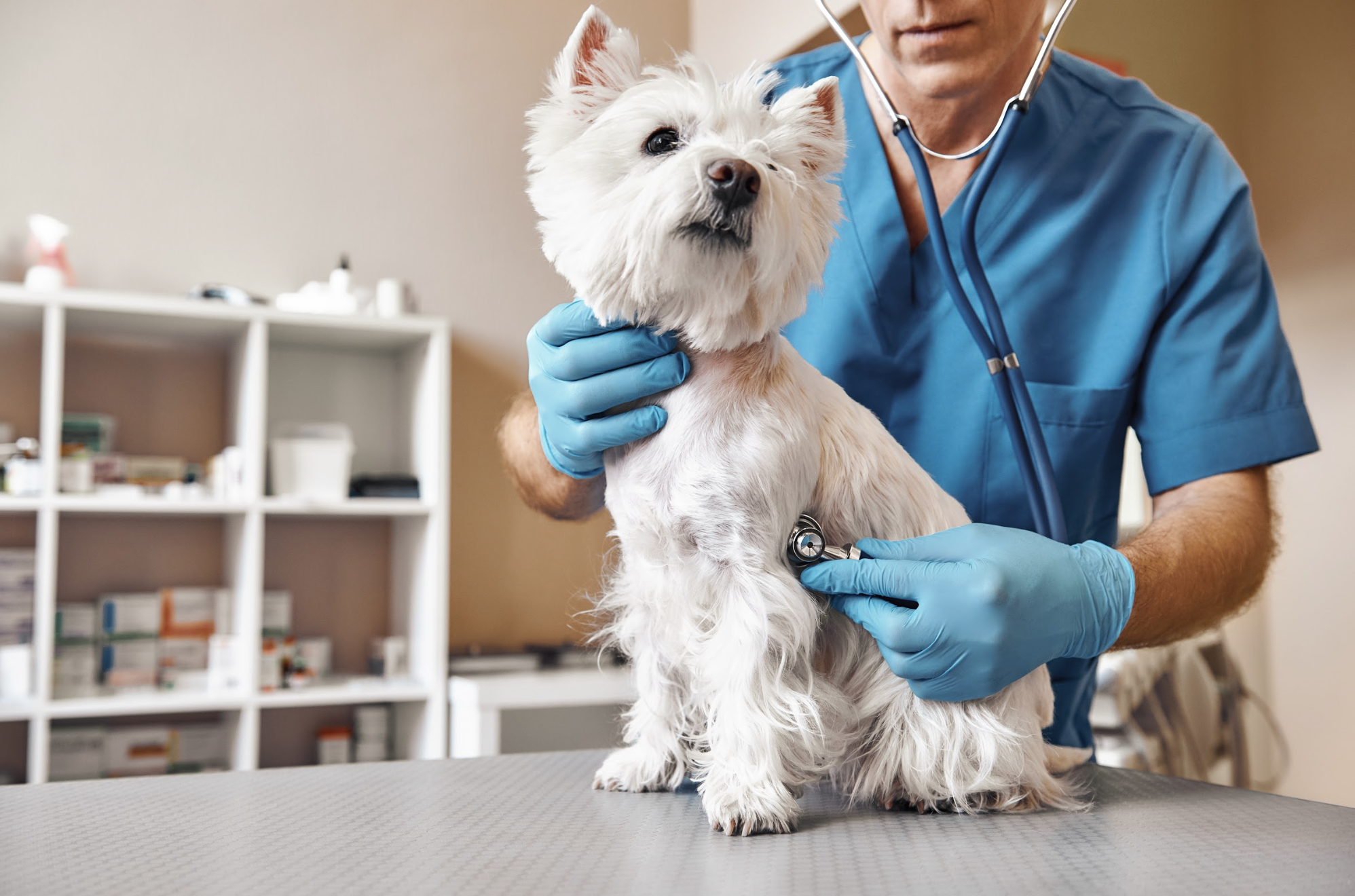 犬の“血液検査の見方”｜BUN・ALT・ALP・リン・コレステロールは何を意味する？