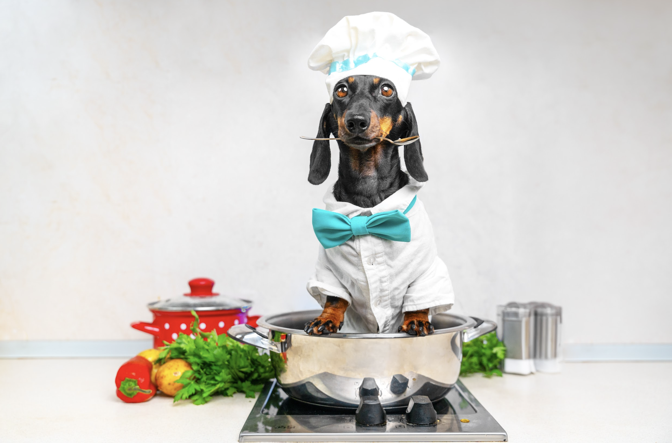 犬の手作り食でよくある栄養ミスと安全な組み立て方｜生肉（生食）を含む正しい考え方