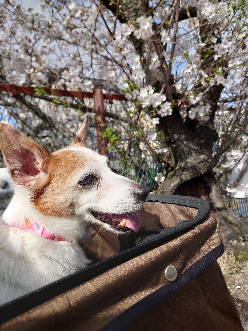 シニア期でも食べる楽しみを！HUGBOX（ハグボックス）を始めたしずくちゃんの体験談