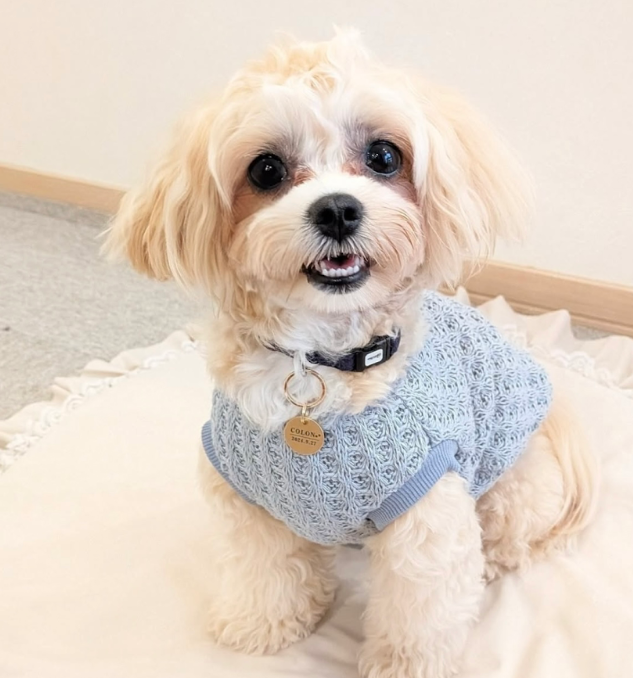 涙やけ・関節ケアに挑戦！HUGBOX（ハグボックス）で変化を感じたコロンちゃんの体験談