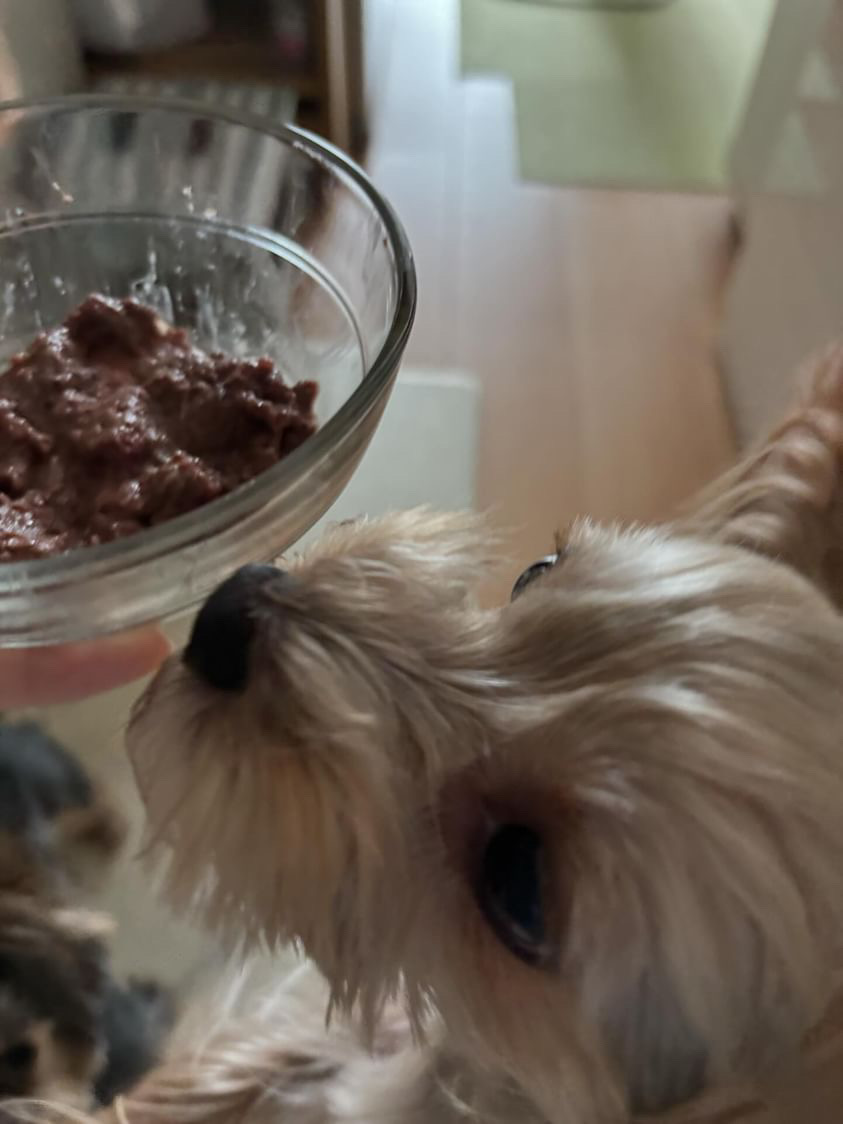 涙やけに悩んだヨーキー兄弟が笑顔に！HUGBOX（ハグボックス）で食事が楽しみになったテディくん・ティアくんの体験談