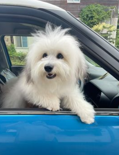 下痢が続く日々から卒業！HUGBOX（ハグボックス）で腸内環境が整ったジーノくんの体験談