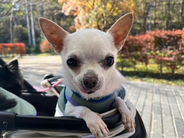 腎臓が気になる17歳チワワ・うずらくんが“食べる喜び”を取り戻した｜HUGBOX体験談