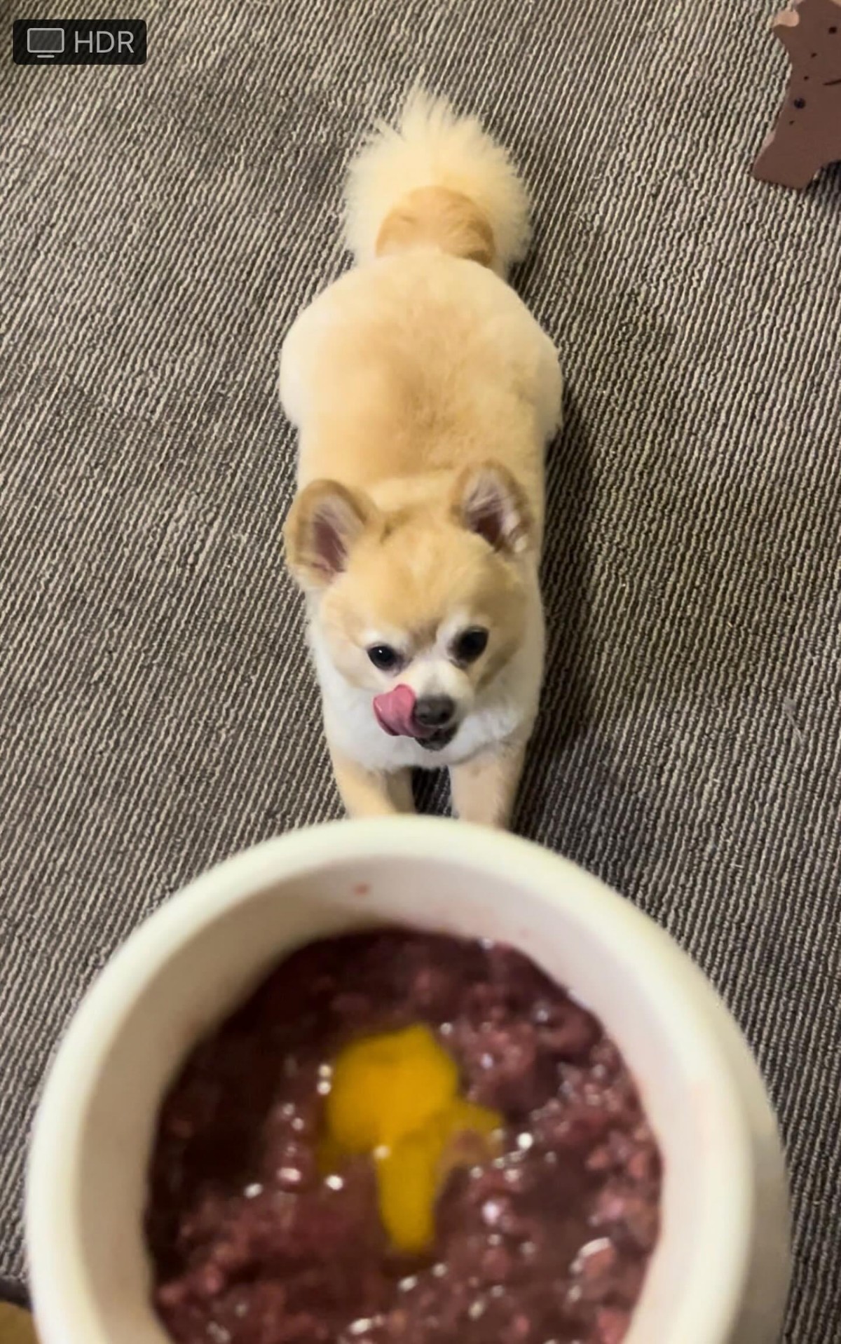 食べる楽しみを取り戻す。シニア犬のための“やさしいアレンジ”集