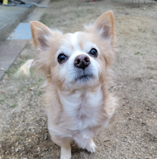 毛並みと元気を取り戻した！HUGBOX（ハグボックス）で18歳のバニラくんが再びモフモフに