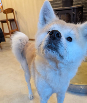 皮膚のカイカイが軽減！HUGBOX（ハグボックス）で笑顔を取り戻した秋田犬・こまちちゃんの体験談