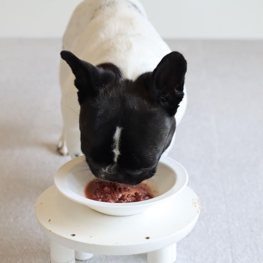 うんちの匂いが気にならなくなった！HUGBOX（ハグボックス）で理想のごはんに出会えたフレンチブルドッグ・くぅちゃんの体験談