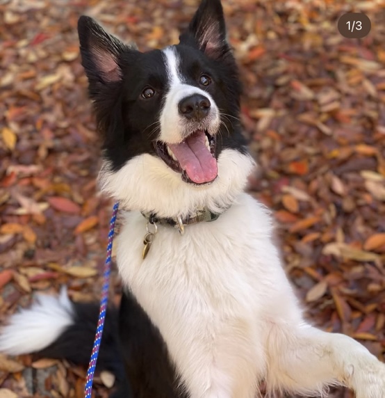 うんちの悩みが改善！HUGBOX（ハグボックス）で健康を取り戻したDomくんの体験談