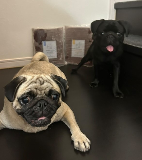 毛艶も肉球も改善！HUGBOX（ハグボックス）で元気と笑顔を取り戻したツナ缶ちゃんの体験談