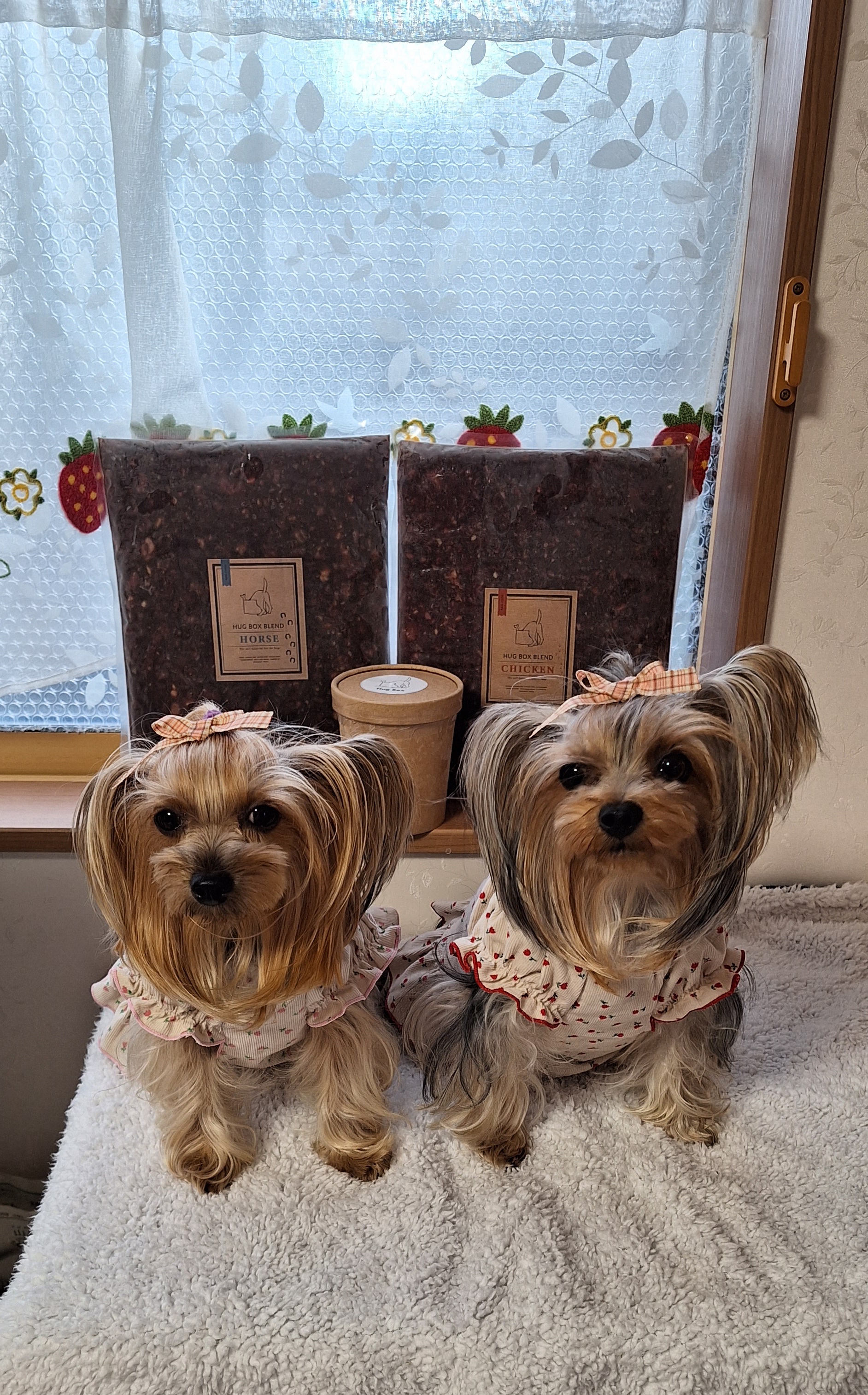 食いつきが劇的改善！HUGBOX（ハグボックス）で“完食の毎日”を取り戻した ねねちゃんの体験談