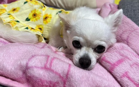 涙やけが改善！HUGBOX（ハグボックス）で見違えるほど美しくなったホイップちゃんの体験談