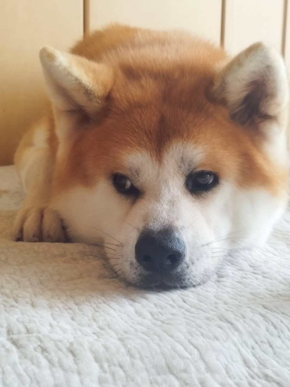 春のゆらぎ期に。ボーンブロスでつくる、やさしいごはん時間