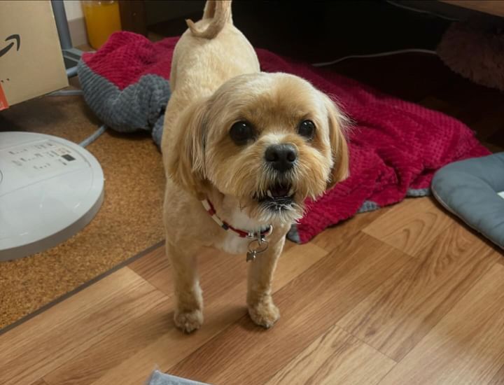 ご飯の食いつきが改善！HUGBOX（ハグボックス）で笑顔が増えたモナカちゃんの体験談