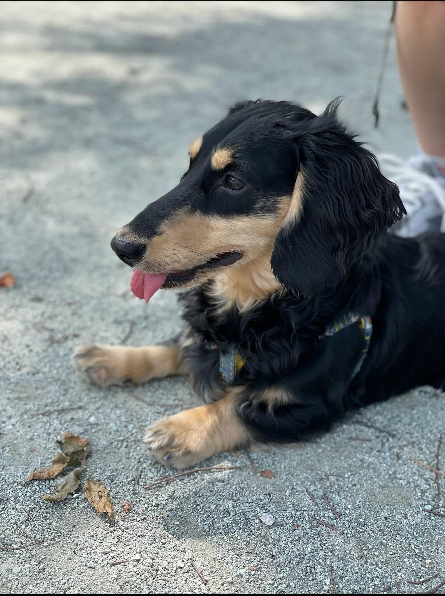 うんちの匂いが激変！HUGBOX（ハグボックス）で毎日絶好調に。大福くんの体験談